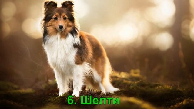 Топ 10 самых умных пород собак