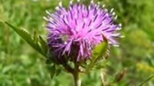 Серпуха венценосная  Serratula coronata
