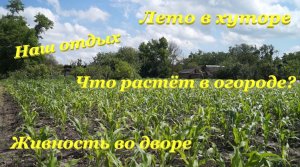 Лето в хуторе☀ / Что растёт в огороде???? / Живность во дворе??? / Наш отдых?