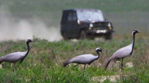 Журавль-красавка (Anthropoides virgo) - Birdwatching in Azerbaijan | Film Studio Aves