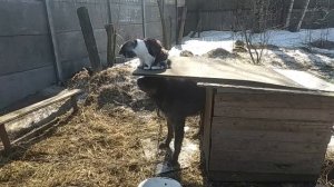 Котёнок и новый Друг !