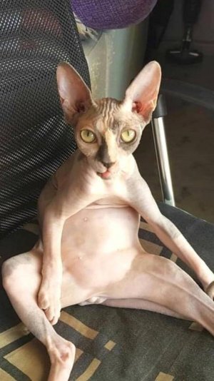 Сфинксы Смешные кошки