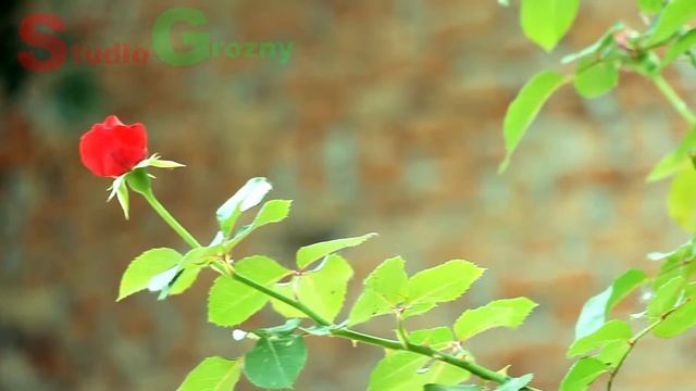 съемка на canon 60d смотреть онлайн