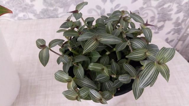 Растения которые поедут в новый дом. Пеперомия Туполистная, Аглаонема Крит, Традисканция Тиама. смотреть онлайн