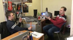 Чучела гусей Sport Plast сминаемые