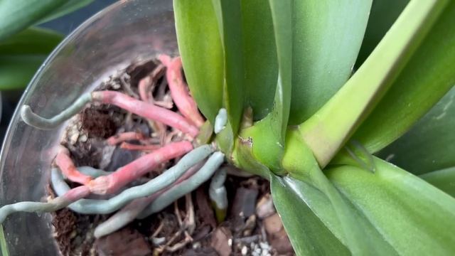 ДОЛГОЖДАННАЯ стимуляция орхидей на ЦВЕТЕНИЕ!???? смотреть онлайн