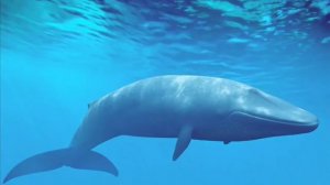 Звуки Синего/Голубого кита-Sounds of Blue whale