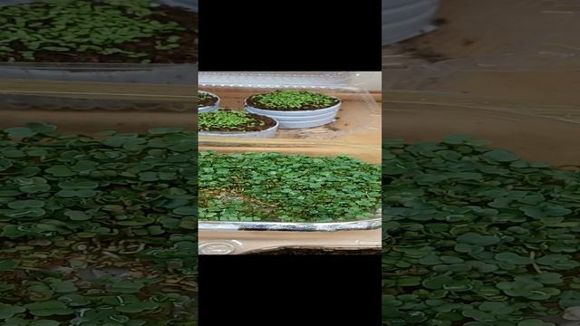Всходы микрозелени из рукколы