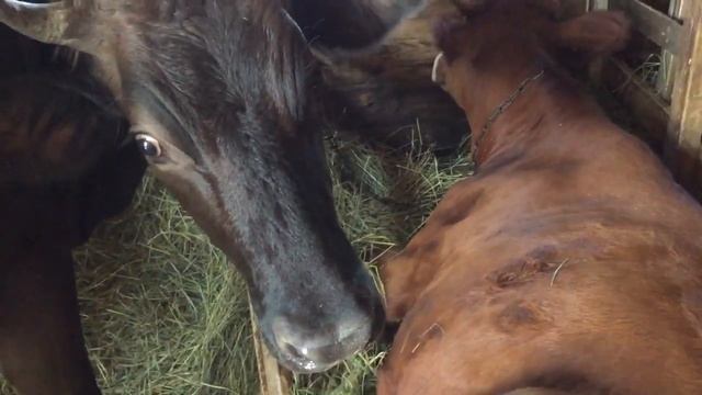Корова или тёлка? Искусственное осеменение или бык? смотреть онлайн