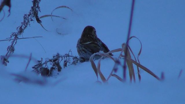 Чечётка, наблюдение птиц в Великом Новгороде, 3 декабря 2023