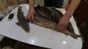 Какая бывает стерлядь товарная икорная . Какого размера стерлядь,