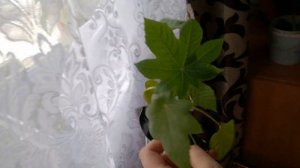 клещевина 2019