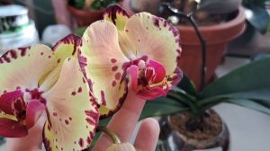 Азиатская орхидея Микки Кроун ЦВЕТЁТ!Удивительная орхидеечка.🌺🌺🌺🌺