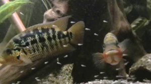 Мотагуанская Цихлазома (Parachromis motaguensis)