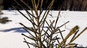 Чем отличаются сосны и ели. На примере двух маленьких деревьев