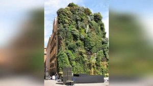 Вертикальное озеленение