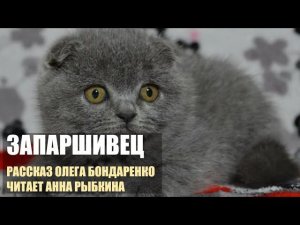 Я приехал за британским котенком, который оказался шотландским. Он сделал лужу мне в ботинок