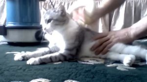 Как вылечить кота от блох без лекарств.