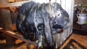 КУПИЛ КОЗЛА КАМОРИ(ПАТЭРИ)