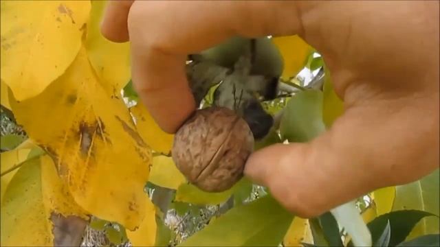 О станице Павловской с ностальгией смотреть онлайн