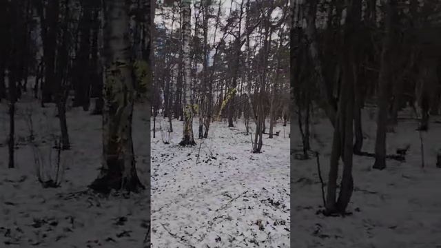 #москва #бирюлево #дендропарк#домашниелюбимцы #прогулка морозный день ноября
