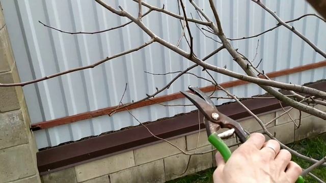 Жёсткая обрезка семилетней груши, которая ни разу не плоданосила.  pear pruning