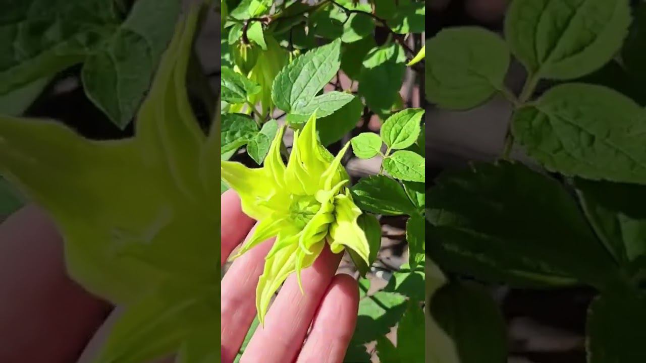 Княжики цветут. Саженцы. Спрашивайте каталог на вацап 89193271772 #клематисы #питомник смотреть онлайн