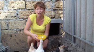Мои кури породы бентамки