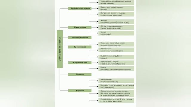 Краткий пересказ §7 Ткани, органы и системы органов. Биология 7 класс