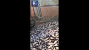 Астраханские цыгане привезли немного рыбки на засолку.