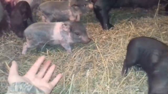 Кормление поросят! Свиноматка с поросятами (8 день) смотреть онлайн