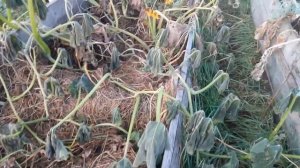 Урожай тыквы. Рассказываем о сортах и о том, как выращивали