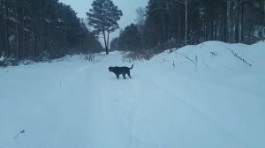 Кане корсо и Ротвейлер 2019 / Dog fights without rules, cane Corso vs Rottweiler