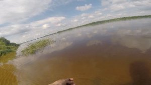 Как найти ракушку перловицу-беззубку речные мидии на реке, видео rybachil.ru.mpg