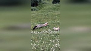 Сонник_  бревна во снах.mp4