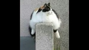 Толстый кот