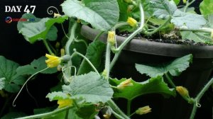 Growing Cantaloupe Plant From Seed To Melon (101 Days Time Lapse)