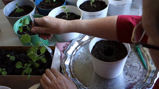 Баклажаны. Как правильно пикировать смотреть онлайн