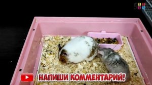 ЗАПАХ САМКИ МОЛОДОГО ХОМЯКА СВОДИТ С УМА / СПАРИВАНИЕ ХОМЯКА В ПЕРВЫЙ РАЗ. ХОМЯК НЕ ЗНАЕТ ЧТО ДЕЛАТ