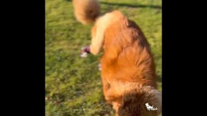 Ортезы задних лап для собаки. Соня осваивает необычные ортезы