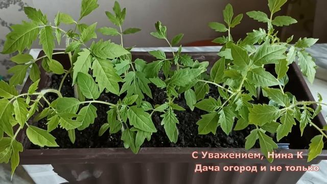 РАССАДА БОЛЬШЕ НЕ ВЫТЯГИВАЕТСЯ! ДЕДУШКА ТАК ДЕЛАЛ! 5 СПОСОБОВ ВЫРАСТИТЬ РАССАДУ ТОМАТОВ КОРЕНАСТОЙ смотреть онлайн