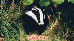 Дикие животные / голоса животных / для детей