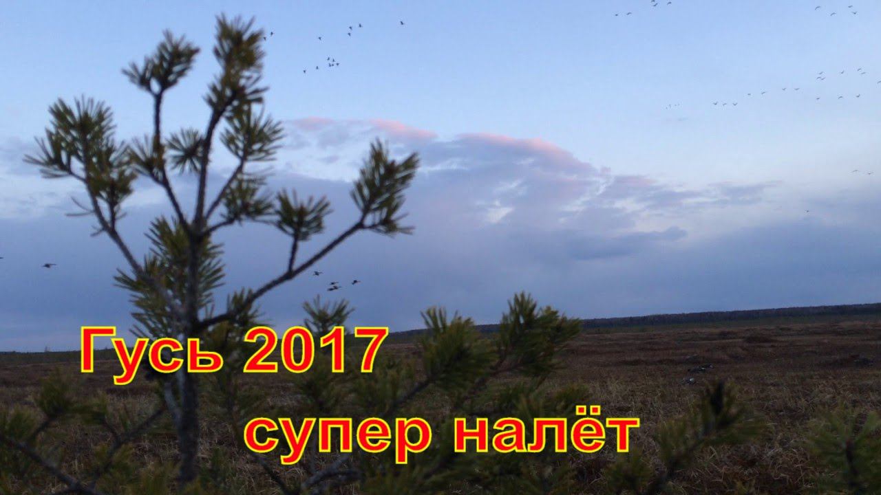 Закрытие весенней охоты 2017  охота на гуся охота по перу