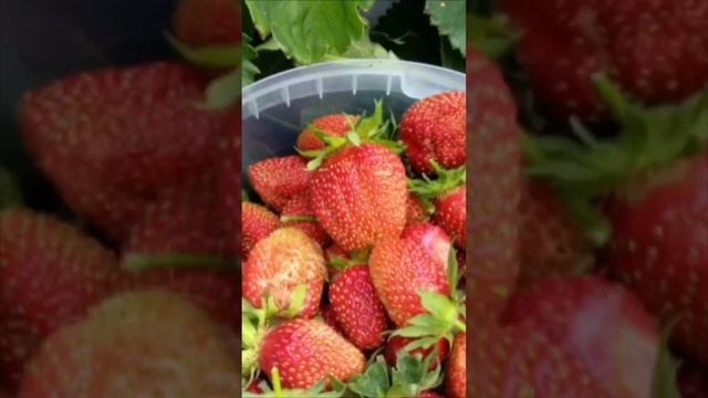 Мои первые грядки