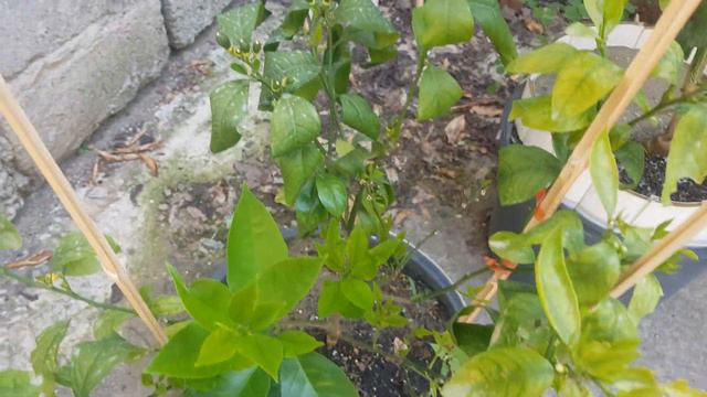 Лемон который дает несколько урожаев в год. смотреть онлайн