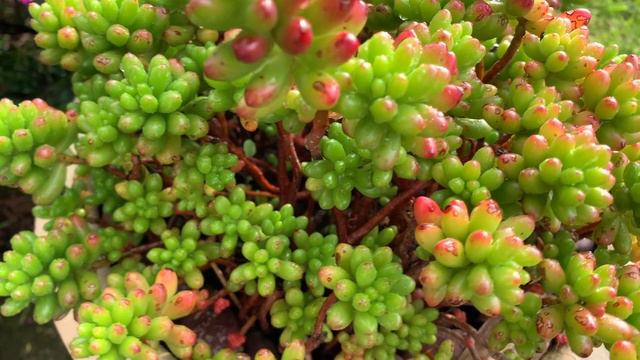 Comparemos a estos 3 sedums, Rubrotincutm, Aurora y cremnosedum смотреть онлайн