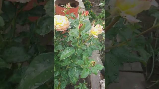 Роза Генриетта собирается цвести смотреть онлайн