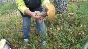 ничего  себе грибочки