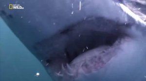 Когда акулы нападают