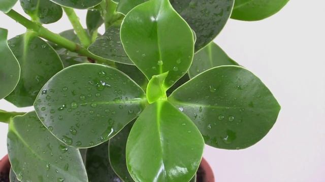 Clusia major - Balsamapfel, Autograph Tree смотреть онлайн